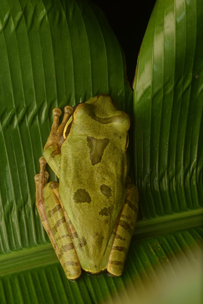 Detailed image of a masked tree frog resting on a green leaf in its natural habitat.